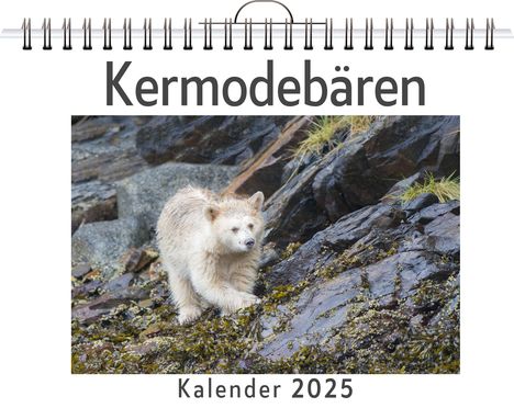 Noah Bauer: Kermodebären - (Wandkalender 2025, Kalender DIN A4 quer, Monatskalender im Querformat mit Kalendarium, das perfekte Geschenk), Kalender