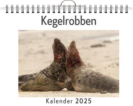 Emily König: Kegelrobben - (Wandkalender 2025, Kalender DIN A4 quer, Monatskalender im Querformat mit Kalendarium, das perfekte Geschenk), Kalender