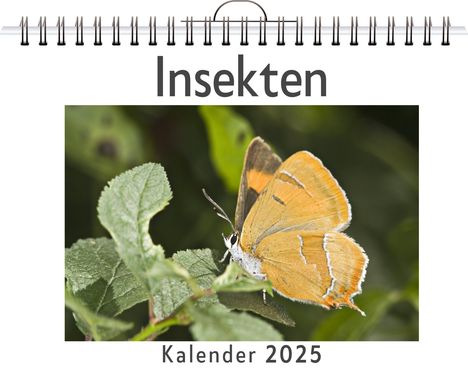 Laura Wolf: Insekten - (Wandkalender 2025, Kalender DIN A4 quer, Monatskalender im Querformat mit Kalendarium, das perfekte Geschenk), Kalender