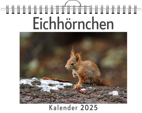 Ben Schmid: Eichhörnchen - (Wandkalender 2025, Kalender DIN A4 quer, Monatskalender im Querformat mit Kalendarium, das perfekte Geschenk), Kalender