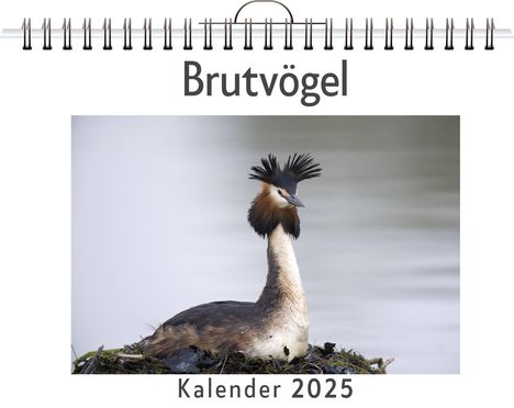 Olivia Lange: Brutvögel - (Wandkalender 2025, Kalender DIN A4 quer, Monatskalender im Querformat mit Kalendarium, das perfekte Geschenk), Kalender