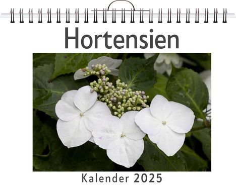 Matteo Peters: Hortensien - (Wandkalender 2025, Kalender DIN A4 quer, Monatskalender im Querformat mit Kalendarium, das perfekte Geschenk), Kalender