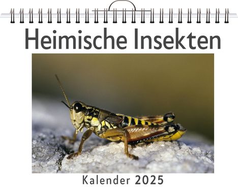 Isabella Zimmermann: Heimische Insekten, Kalender