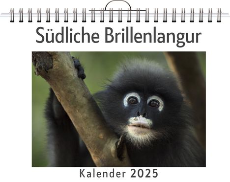 Clara Zimmermann: Südliche Brillenlangur, Kalender