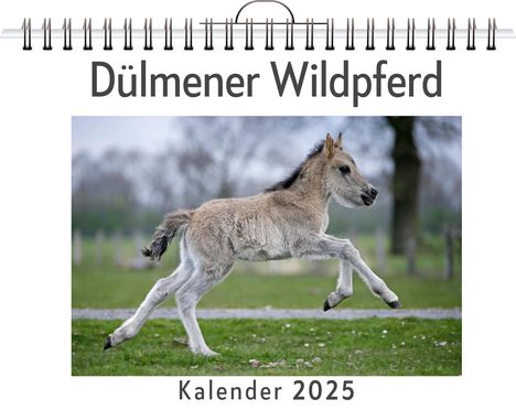 Amelia Bauer: Dülmener Wildpferd, Kalender