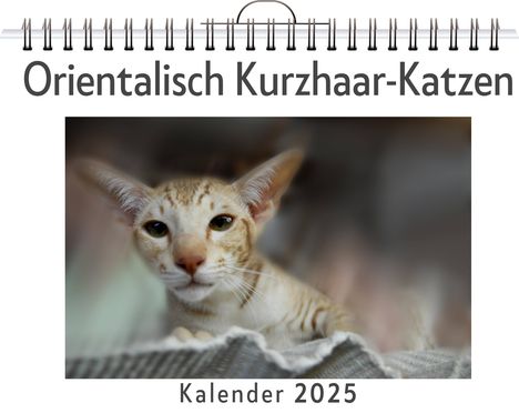 Samuel Möller: Orientalisch Kurzhaar-Katzen, Kalender