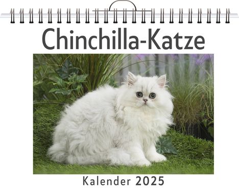 Marie Neumann: Chinchilla-Katze, Kalender