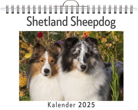 Felix Zimmermann: Shetland Sheepdog, Kalender