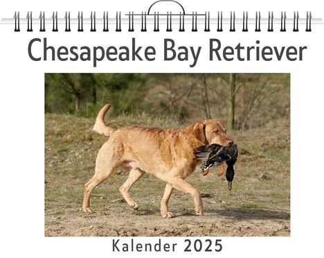 Paul Fischer: Chesapeake Bay Retriever, Kalender