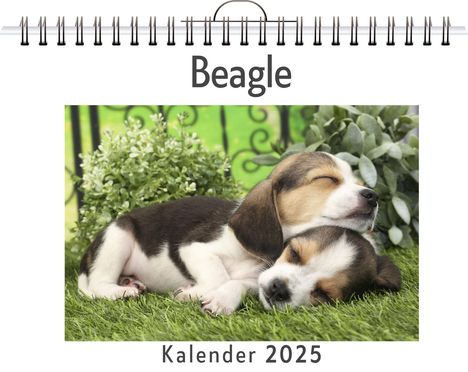 Sarah Weber: Beagle, Kalender