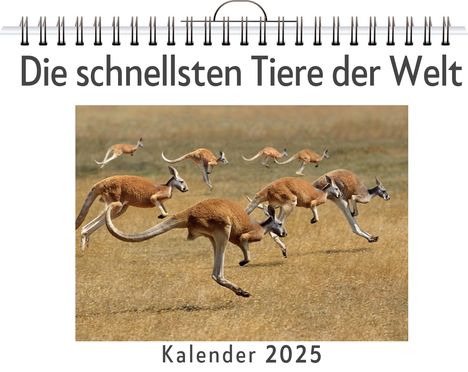 Lucy Werner: Die schnellsten Tiere der Welt, Kalender