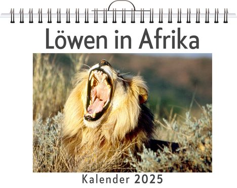 Julian Schmid: Löwen in Afrika, Kalender