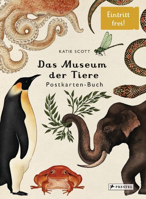 Katie Scott: Das Museum der Tiere. Postkartenbuch, Buch
