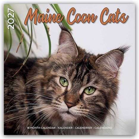 2027 Maine Coon Cats Kalender. Detailreiches Bild einer Maine Coon Katze mit grünen Augen.