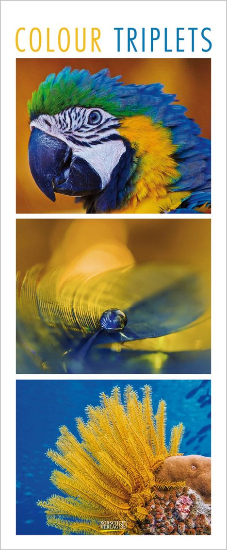 "COLOUR TRIPLETS" oben. Oben Papageienkopf in leuchtenden Farben, Mitte Tropfen auf Feder, unten gelbe Seelilie im Wasser.