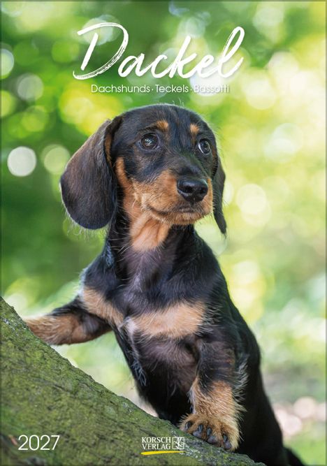 Text: "Dackel, Dachshunds, Teckels, Bassotti, 2027, Korsch Verlag." Ein Dackelwelpe steht an einem Baumstamm im Wald.