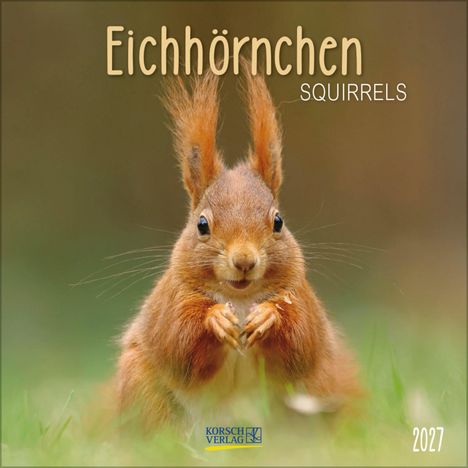 „Eichhörnchen Squirrels 2027“. Ein rotes Eichhörnchen schaut neugierig. Logo von Korsch Verlag.