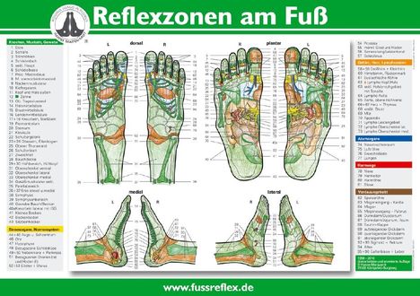 Hanne Marquardt: Reflexzonen am Fuß (2 Tafeln A4), Diverse