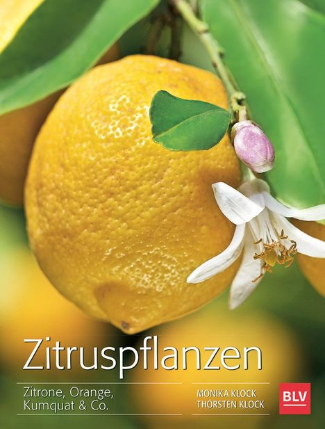 Monika Klock: Zitruspflanzen, Buch
