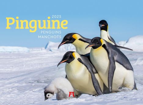 Ackermann Kunstverlag: Pinguine Kalender 2025, Kalender