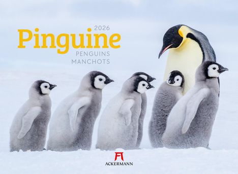 Ackermann Kunstverlag GmbH: Pinguine Kalender 2026, Kalender