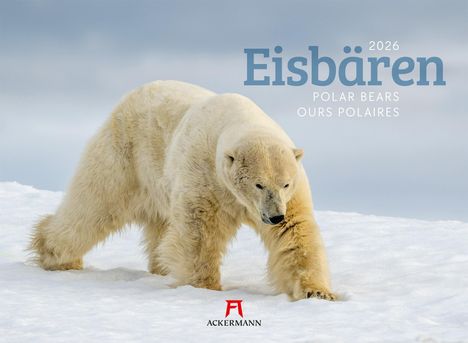 Ackermann Kunstverlag GmbH: Eisbären Kalender 2026, Kalender