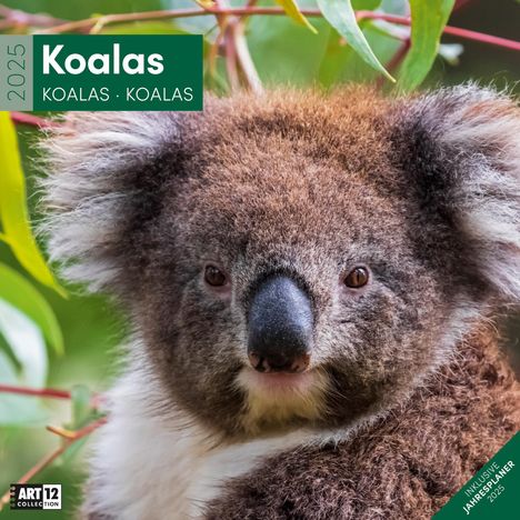 Ackermann Kunstverlag: Koalas Kalender 2025 - 30x30, Kalender