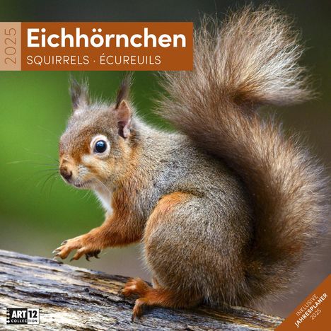 Ackermann Kunstverlag: Eichhörnchen Kalender 2025 - 30x30, Kalender