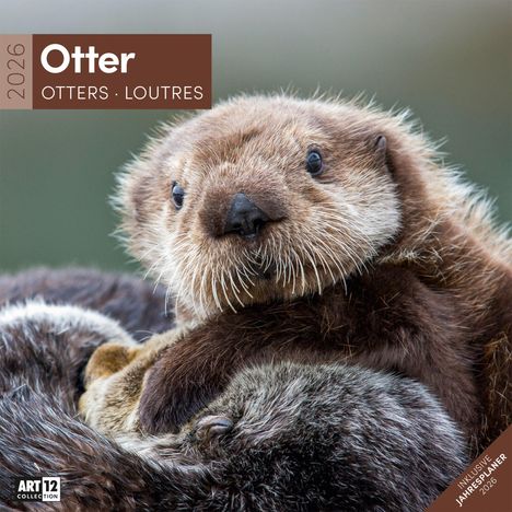 Ackermann Kunstverlag GmbH: Otter Kalender 2026 - 30x30, Kalender