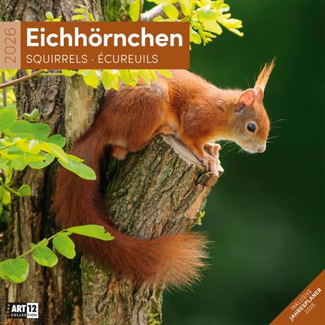 Ackermann Kunstverlag GmbH: Eichhörnchen Kalender 2026 - 30x30, Kalender