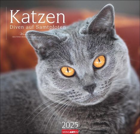Katzen - Diven auf Samtpfoten Kalender 2025 - Diven auf Samtpfoten, Kalender