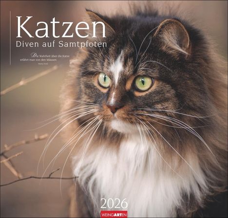 Katzen - Diven auf Samtpfoten Kalender 2026, Kalender