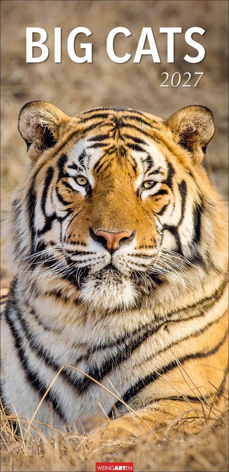 „BIG CATS 2027“, ein Tiger liegt im Gras. Darunter das Logo „WEINGARTEN“.
