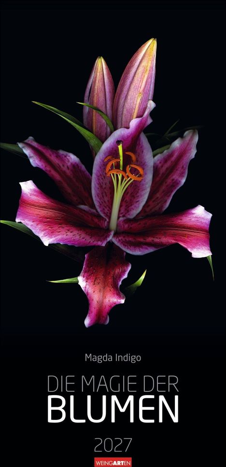 "Magda Indigo. Die Magie der Blumen. 2027. WEINGARTEN." Eine detailreiche, leuchtend pinke Lilie auf schwarzem Hintergrund.