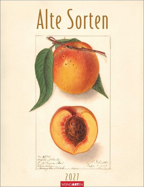 "Alte Sorten" und "2027" prägen das Bild. Illustration von zwei Pfirsichen mit Detailzeichnung.