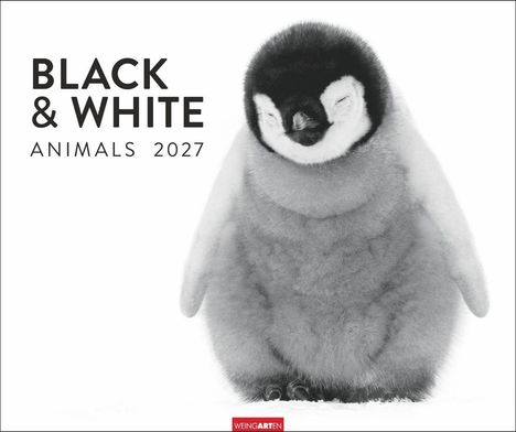 Text: "BLACK & WHITE ANIMALS 2027". Zu sehen ist ein Pinguinküken in Schwarzweiß. Unten steht "WEINGARTEN".