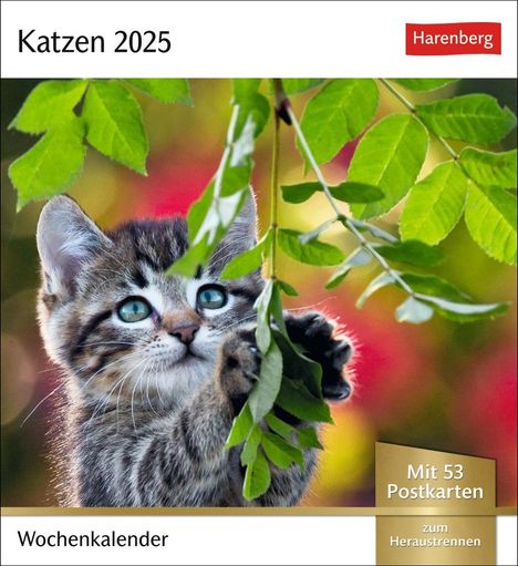 Katzen Postkartenkalender 2025 - Wochenkalender mit 53 Postkarten, Kalender