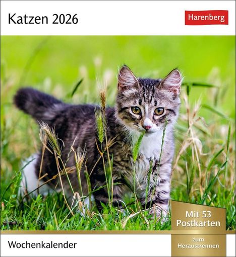 Katzen Postkartenkalender 2026 - Wochenkalender mit 53 Postkarten, Kalender