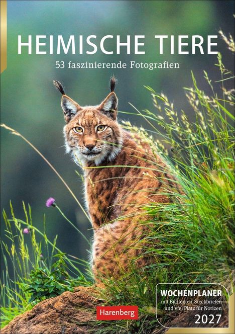 "Heimische Tiere: 53 faszinierende Fotografien". Luchs im Gras, rotbraunes Fell, aufmerksamer Blick.
