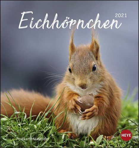 Eichhörnchen 2021 Postkartenkalender, Kalender