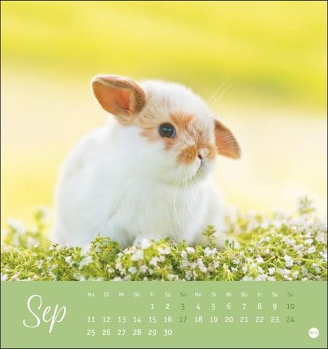 Monika Wegler: Süße Kaninchen Postkartenkalender 2023, Kalender