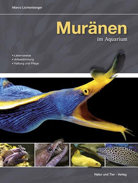 Marco Lichtenberger: Muränen im Aquarium, Buch
