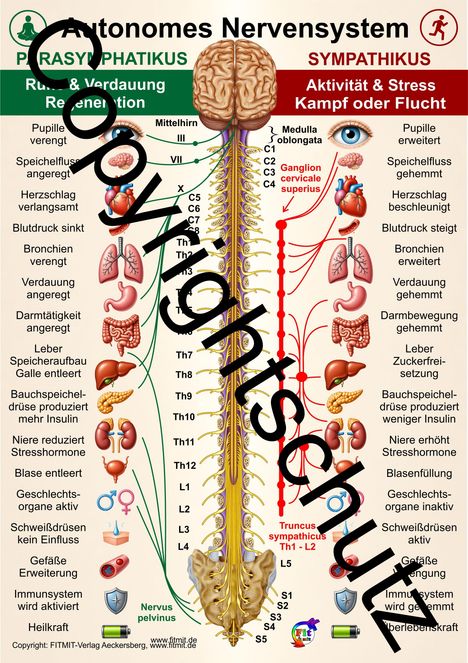 Zwei Spalten zeigen das autonome Nervensystem: Parasympathikus (Ruhe) und Sympathikus (Stress), mit Organen und Effekten.