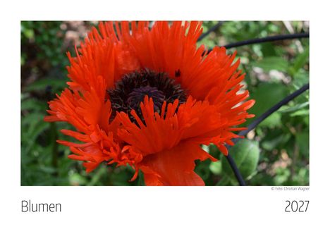 Text: "Blumen 2027". Eine leuchtend orangefarbene Blume mit dichten Blütenblättern und dunklem Zentrum, umgeben von Grün.
