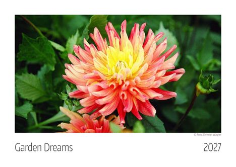 "Garden Dreams 2027." Eine auffällige Blüte mit gelben und rosa Blütenblättern vor grünem Laub.
