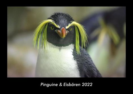 Tobias Becker: Pinguine &amp; Eisbären 2022 Fotokalender DIN A3, Kalender