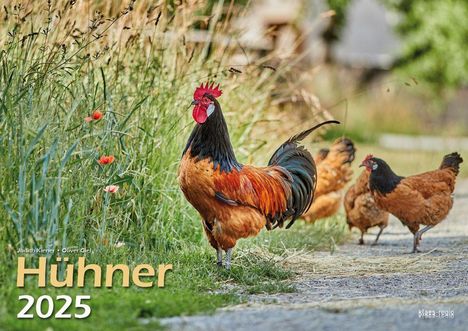 Hühner 2025 Bildkalender A3 quer - Judith Kiener &amp; Oliver Giel, Kalender