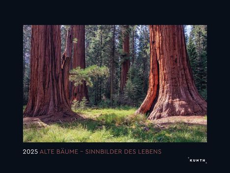 Alte Bäume, Sinnbilder des Lebens - KUNTH Wandkalender 2025, Kalender