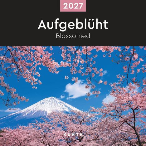 2027, Aufgeblüht, Blossomed. Kirschblüten vor schneebedecktem Berg, blauer Himmel.