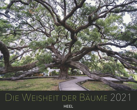 Diane Cook: Cook, D: Wissen der Bäume 2021, Kalender